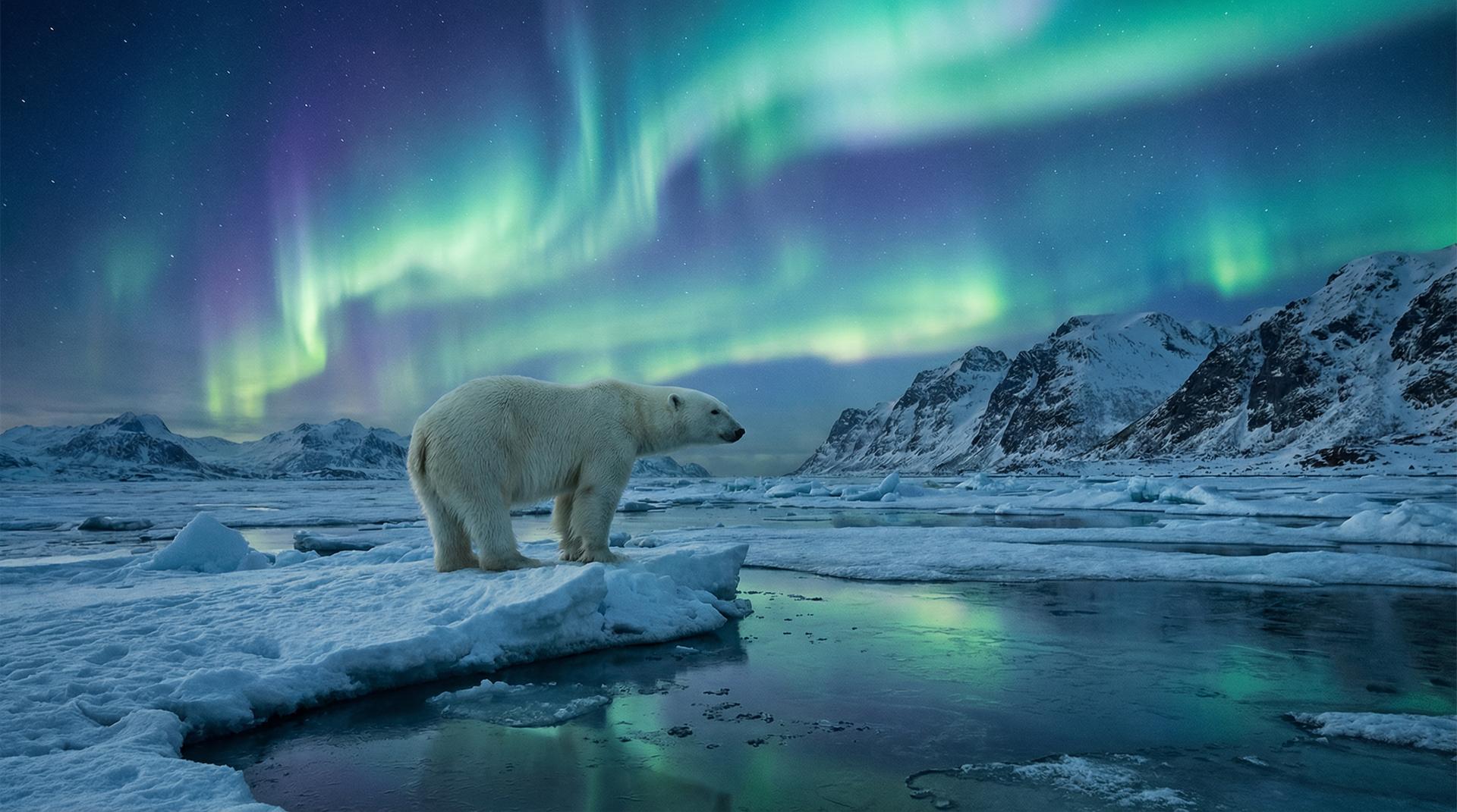 每日大赛北极熊视频